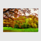 Холст 40 х 60 см Осенний дуб