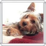 Собачка по имени Филя