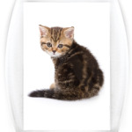 Котики-котята