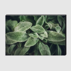 Чистец шерстистый