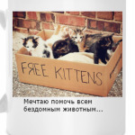 Мечтаю помочь бездомным