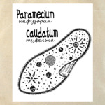  Paramecium&Euglena