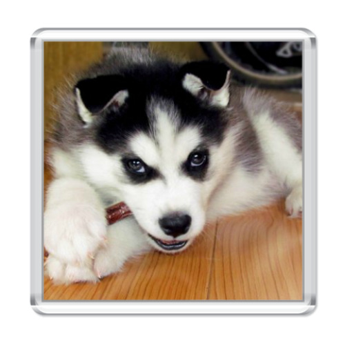 Магнит с принтом Хаски