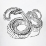  Snake