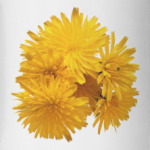 Одуванчики