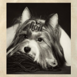 Щенки,щенята и собаки