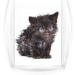 Котики-котята