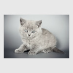 Милые котики, коты и котята