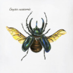 Жук-носорог (Oryctes nasicornis)