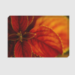 Красивый цветок