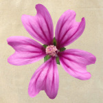 Цветок счастья