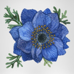 анемона, акварель