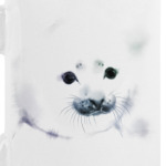 Малыш тюлень