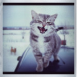 Смазливый кот.