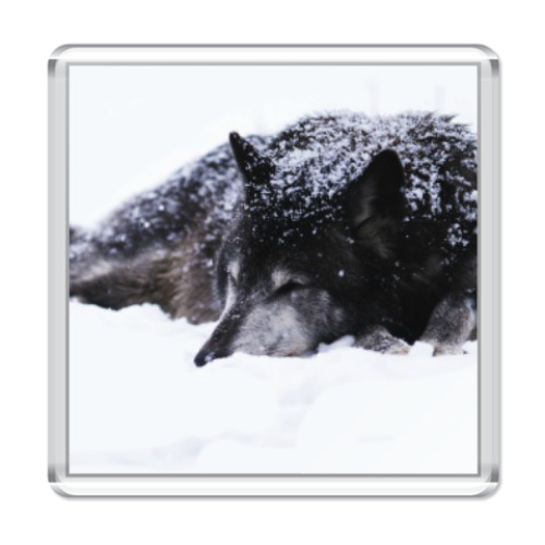 Магнит с принтом ВОЛК