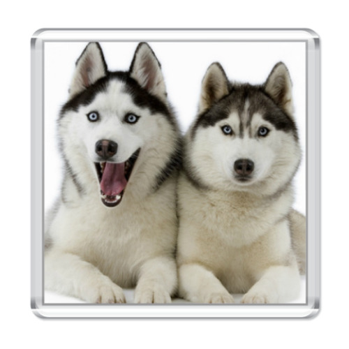 Магнит с принтом Хаски