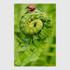 Божья коровка