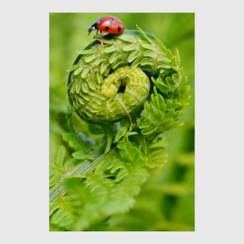 Постер Божья коровка