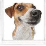 Рассел терьер