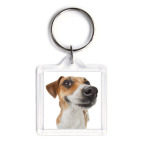 Рассел терьер