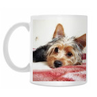 Собачка Филя в анфас