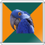  ПОПУГАЙ ПАРАНОИК