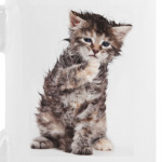 Кошки и котята