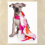 Самые милые щенки