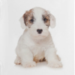 Щенки,щенята и собаки