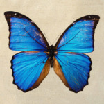 BUTTERFLY
