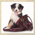 Щенки,щенята и собаки