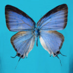 Крылья Бабочка