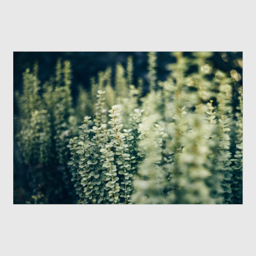 Постер с принтом Барбарис