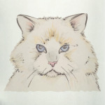 Котик, кот, кошка