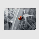 Божья коровка