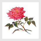 Маленька розочка