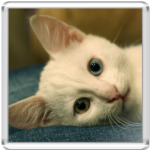 Котенок