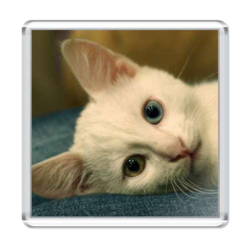 Магнит Котенок