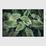 Чистец шерстистый