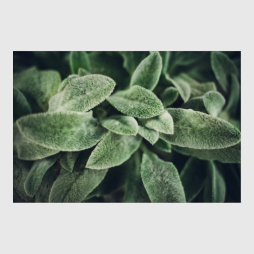 Постер с принтом Чистец шерстистый