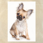 Самые милые щенки