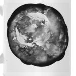 Черно-белая роза