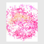 Розовый взрыв цвета