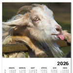 Смешная коза