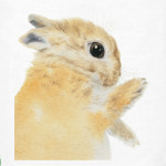 Нежный кролик