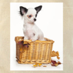 Самые милые щенки