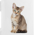 Кошки и котята