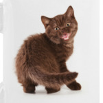 Милые котики, коты и котята